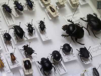 Infine lo �scarabeo stercorario� (la coppia a destra), che produce pallottole con lo sterco di animali che riusa come riserva di cibo o per proteggere le uova: era sacro per gli Egizi che lo rappresentavano come il simbolo del sole